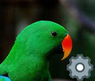 Eclectus Industries